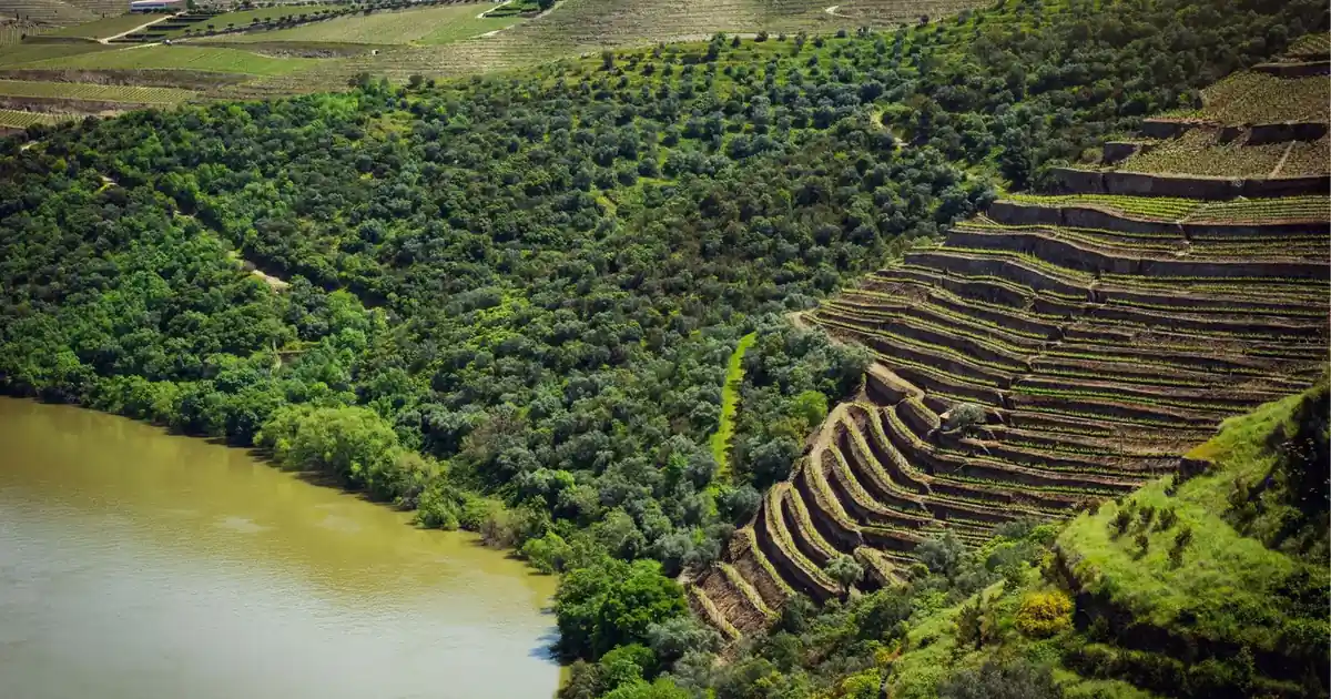 Aerial view of terraced Douro vineyards stepping down to the river