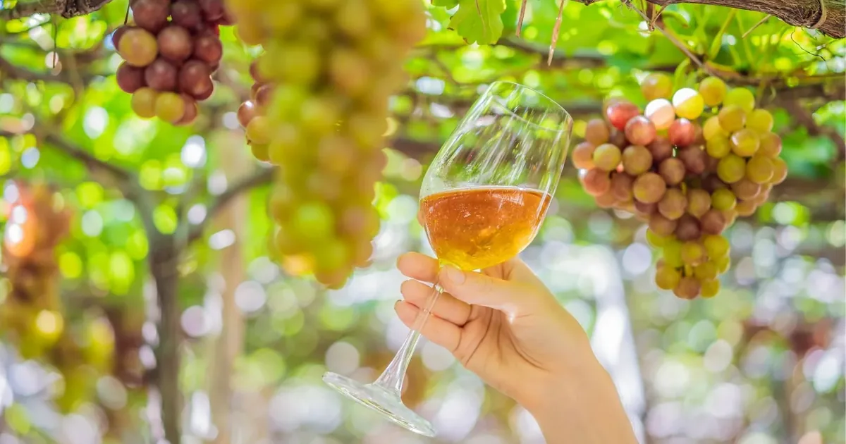 A glass held up beneath ripening grapes — the range of wine experiences on offer between Porto and the Douro Valley.