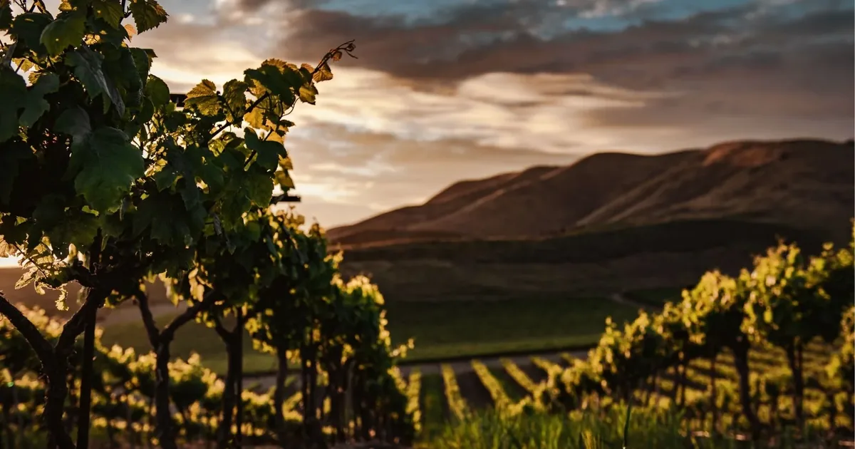 Late light over terraced Douro vineyards — the hour that makes a wine day feel like an occasion rather than a coach trip.