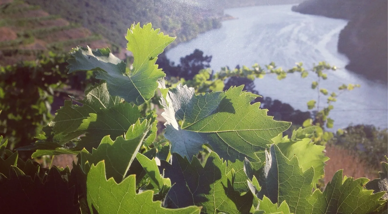 Sunlit grape leaves overlooking the Douro River from a terraced vineyard