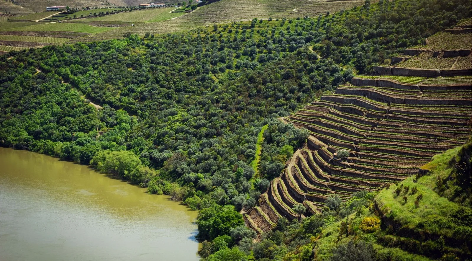 Aerial view of terraced Douro vineyards stepping down to the river