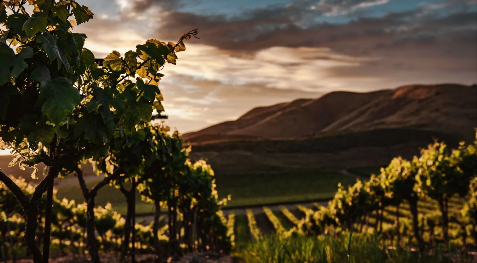 Vine rows silhouetted against a Douro Valley sunset