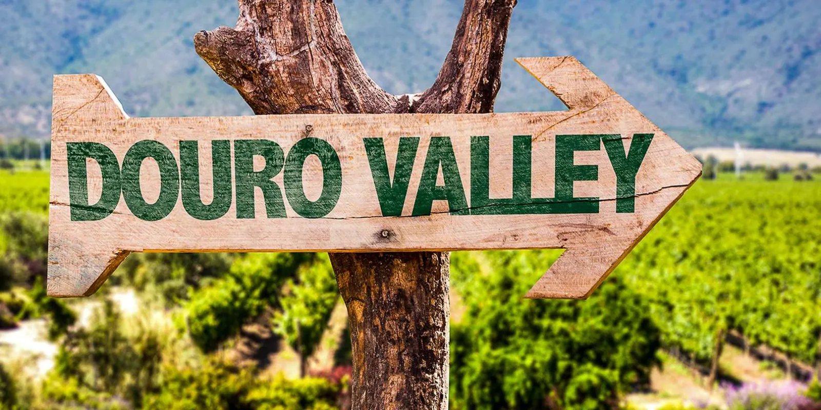 From Porto: Douro Valley w/ Boat Tour, Wine Tasting & Lunch