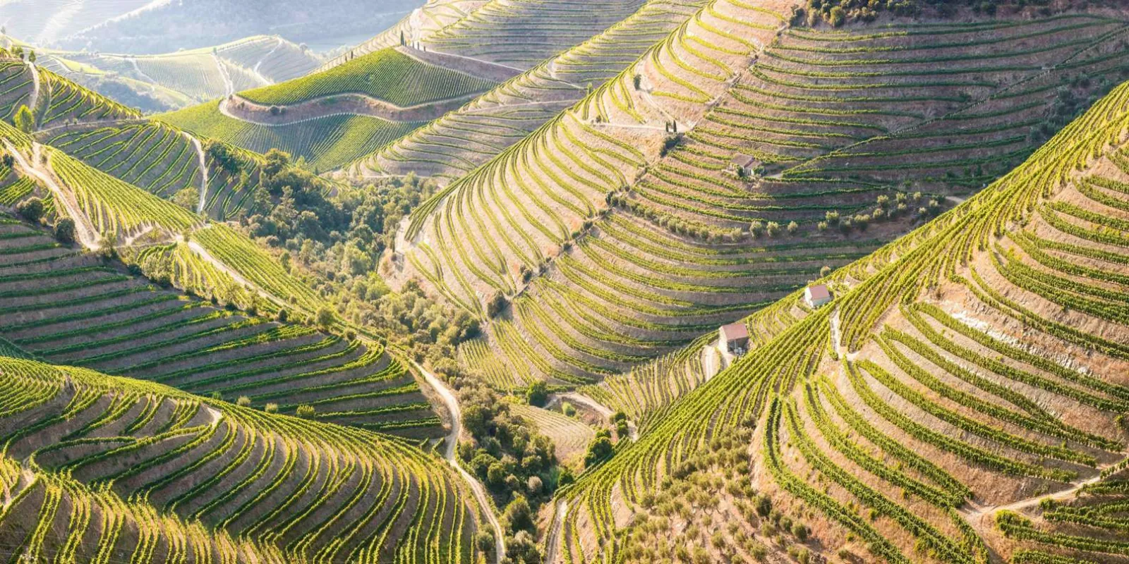 Aerial view of terraced Douro Valley vineyards climbing the hillsides above the river