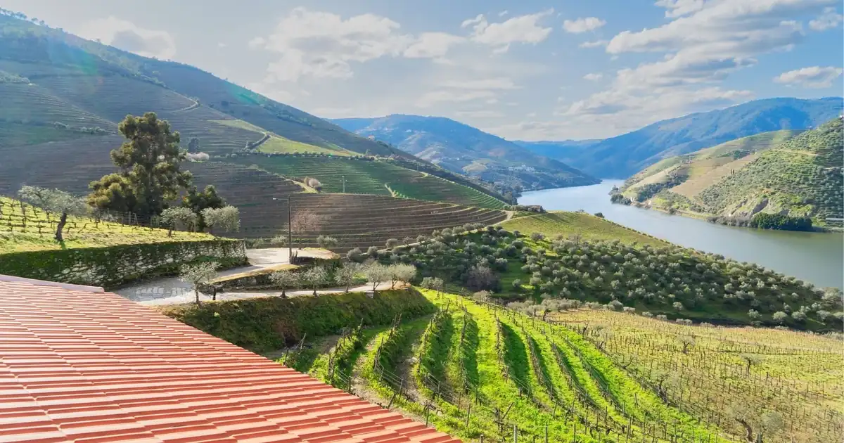 Terraced vineyards of the Baixo Corgo above the Douro river near Peso da Régua.